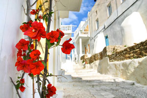 red flowers - street in mykonos island, greece