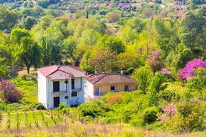 rural Greek landscape with vineyards